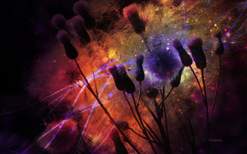 Dandelion Seeds in Space