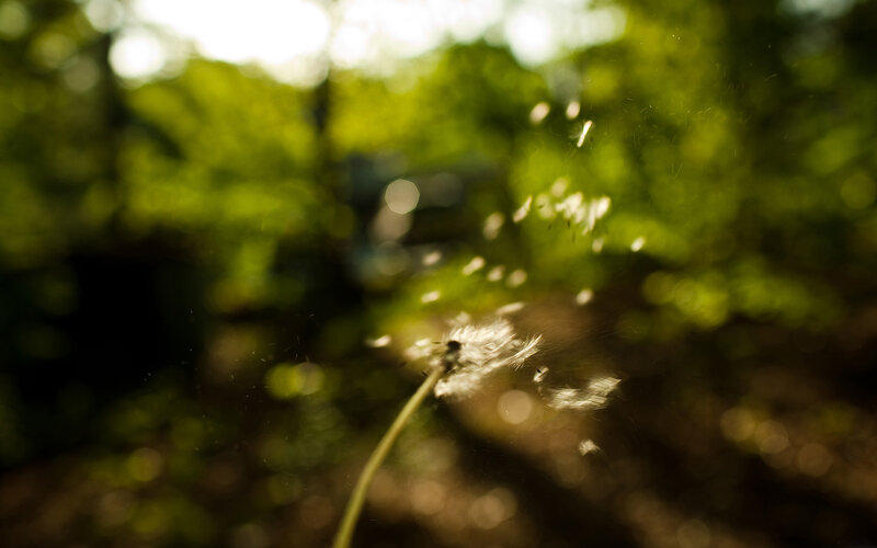 Dandelion seeds in sunlight