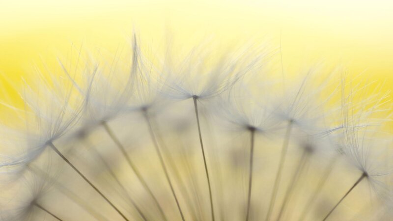 dandelion seeds in sunlight