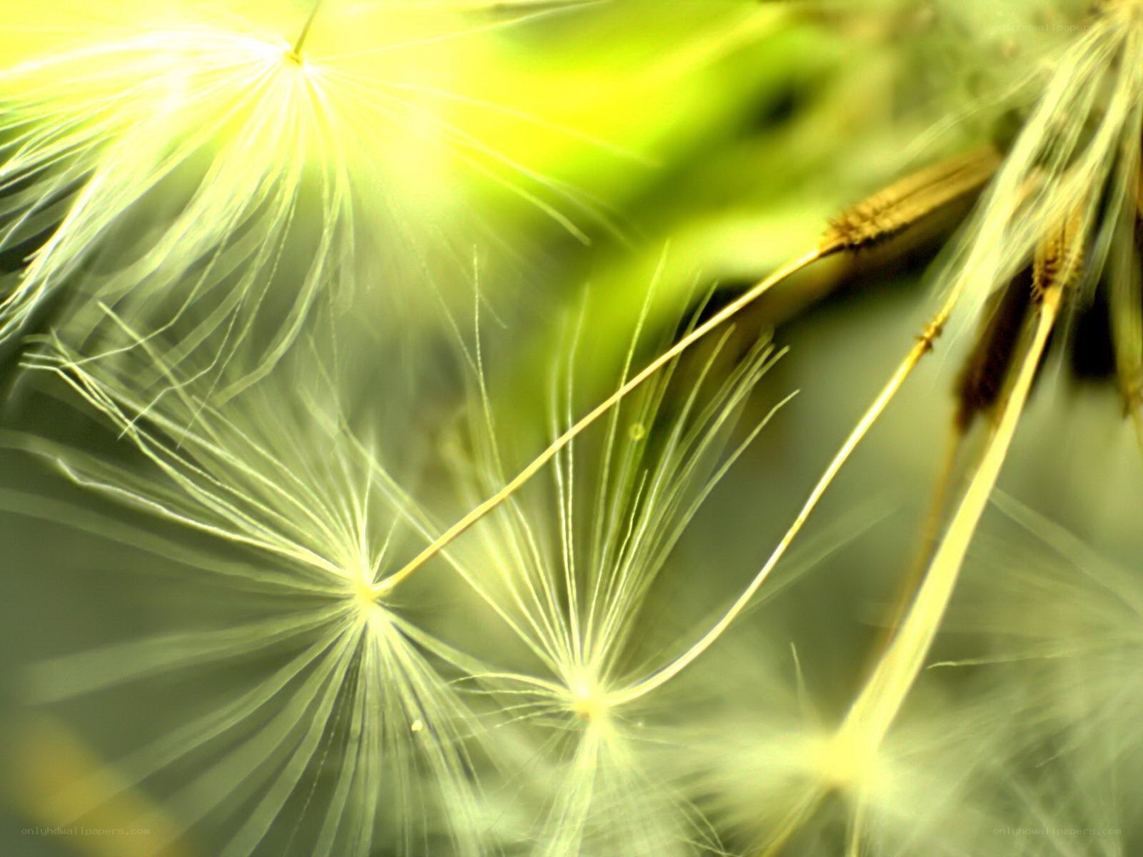 Dandelion seeds in sunlight