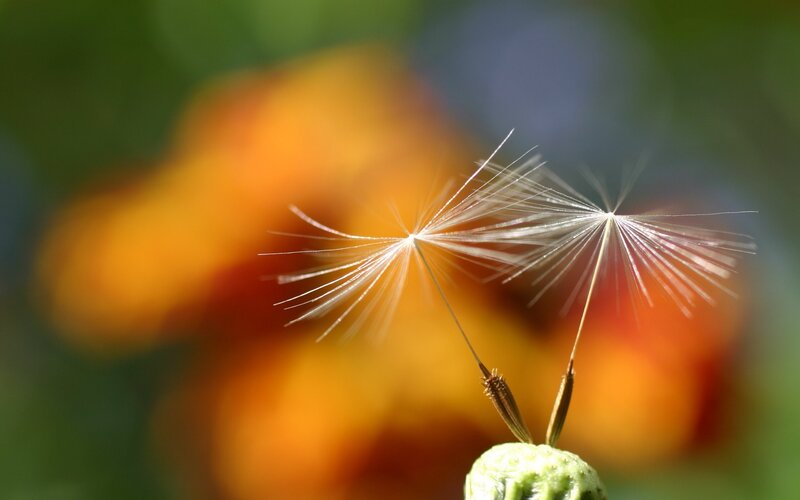 Dandelion seeds in sunlight
