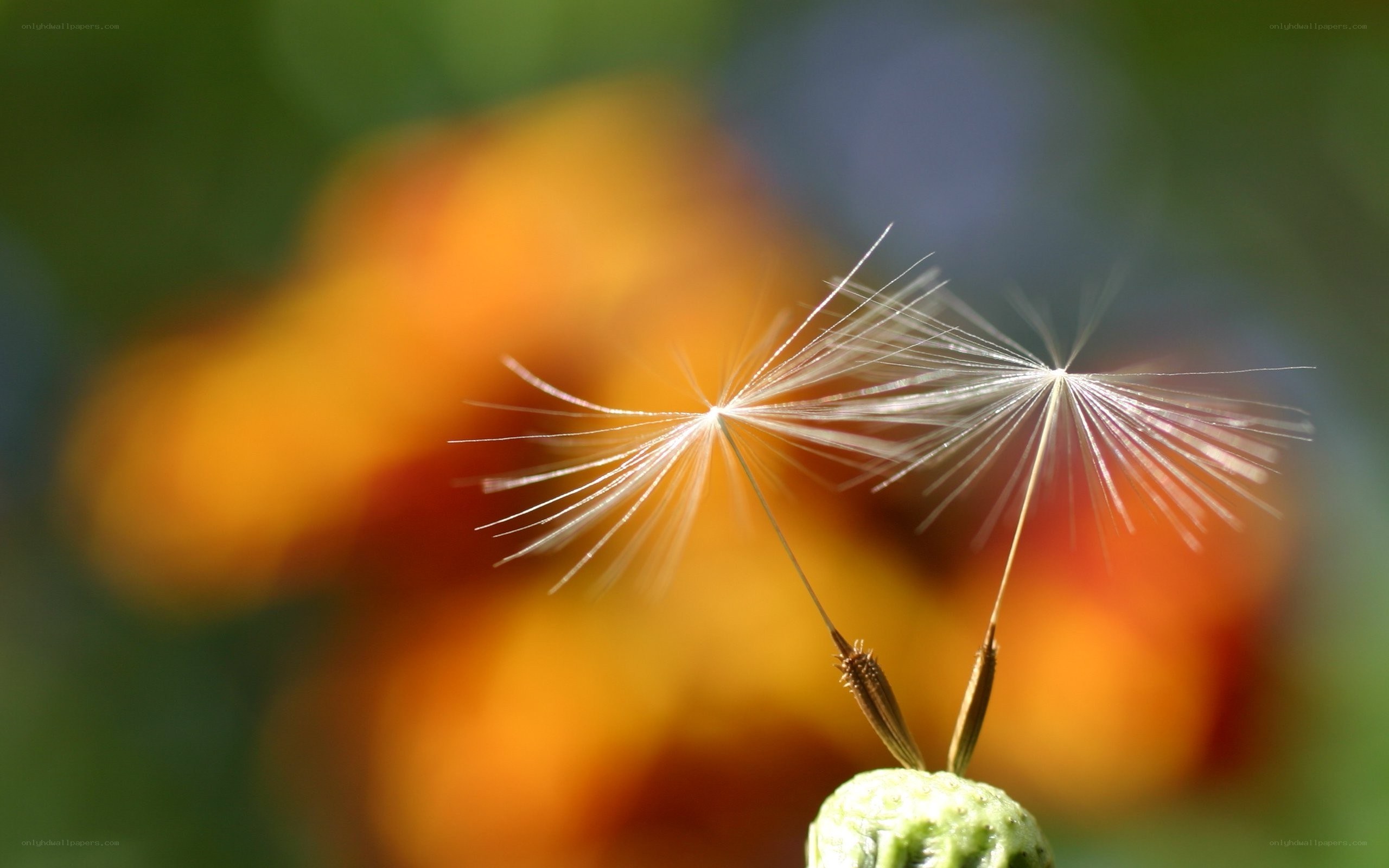 Dandelion seeds in sunlight