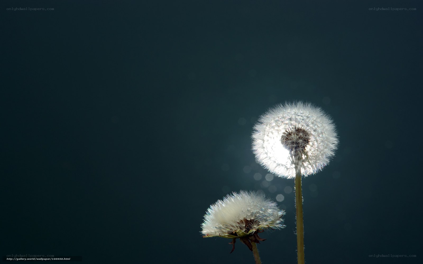 Dandelion seeds in sunlight