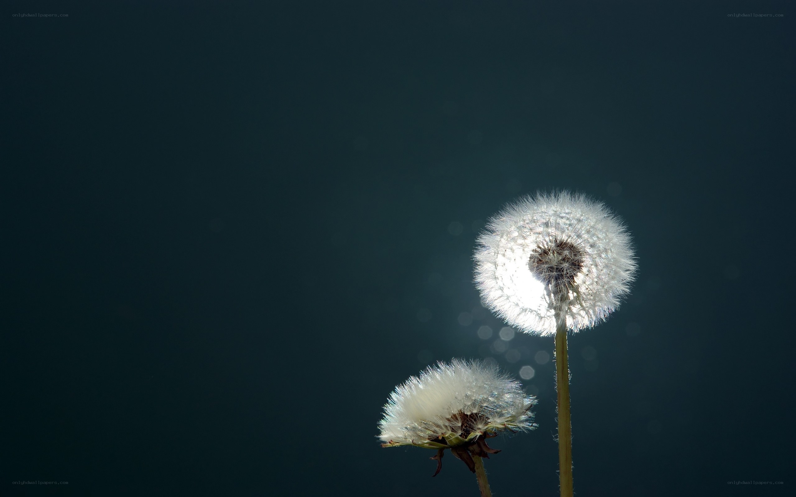 Dandelion seeds in sunlight