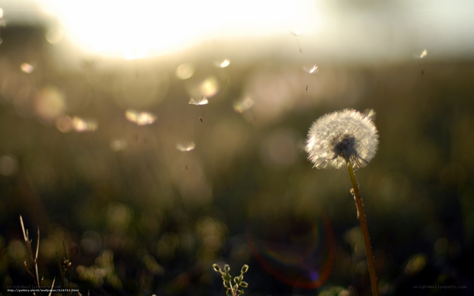 Dandelion seeds in sunlight