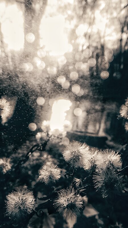Dandelion Seeds in Sunlight — Black