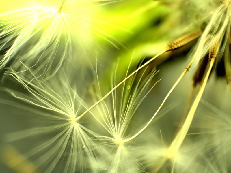 Dandelion Seeds in Sunlight — Yellow, Serene