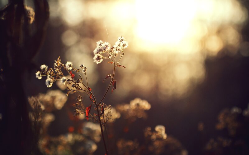 Dandelion Seeds in Sunlight — Yellow