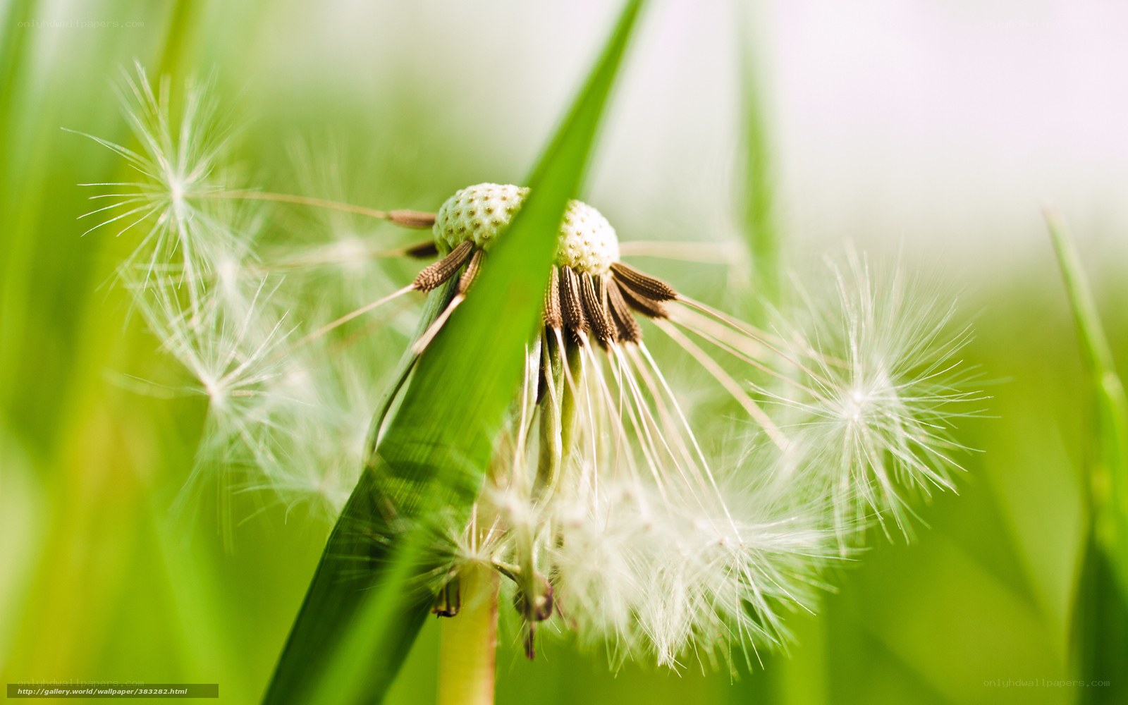 Dandelion seeds in the grass