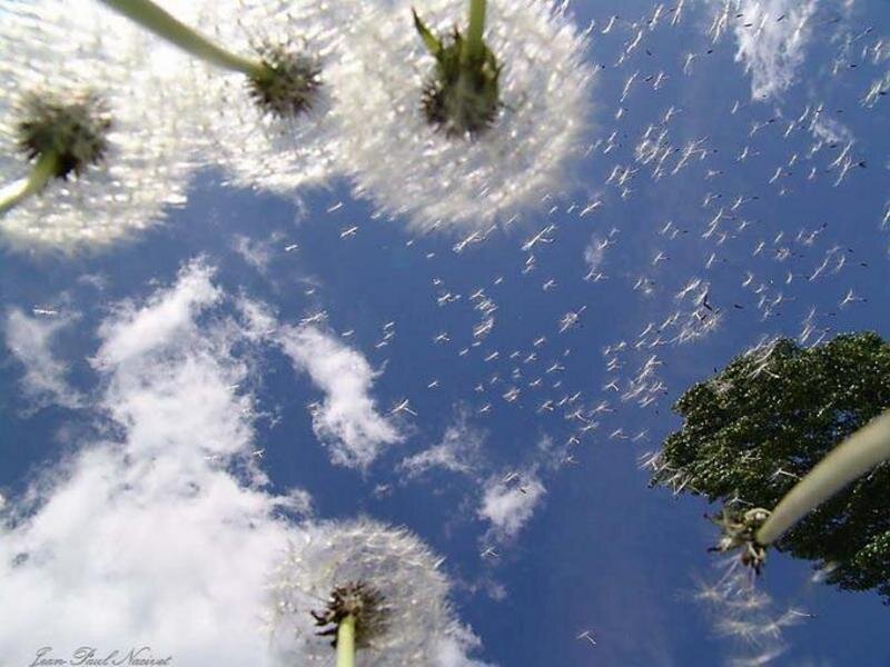 Dandelion seeds in the sky