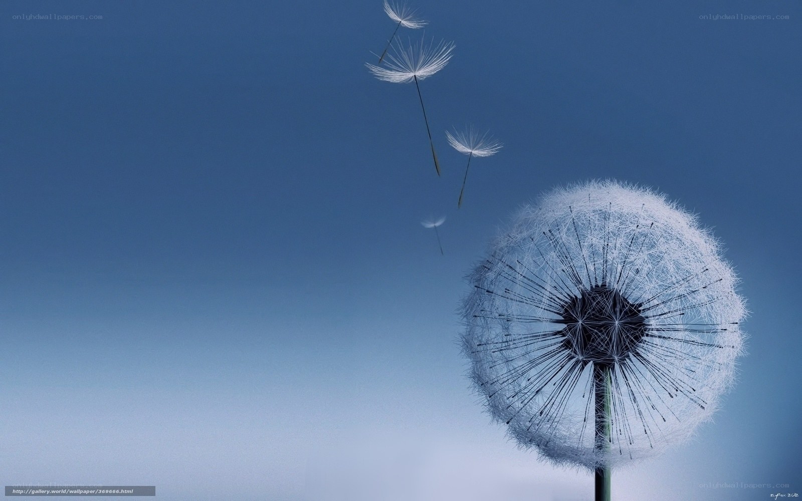 Dandelion seeds in the sky