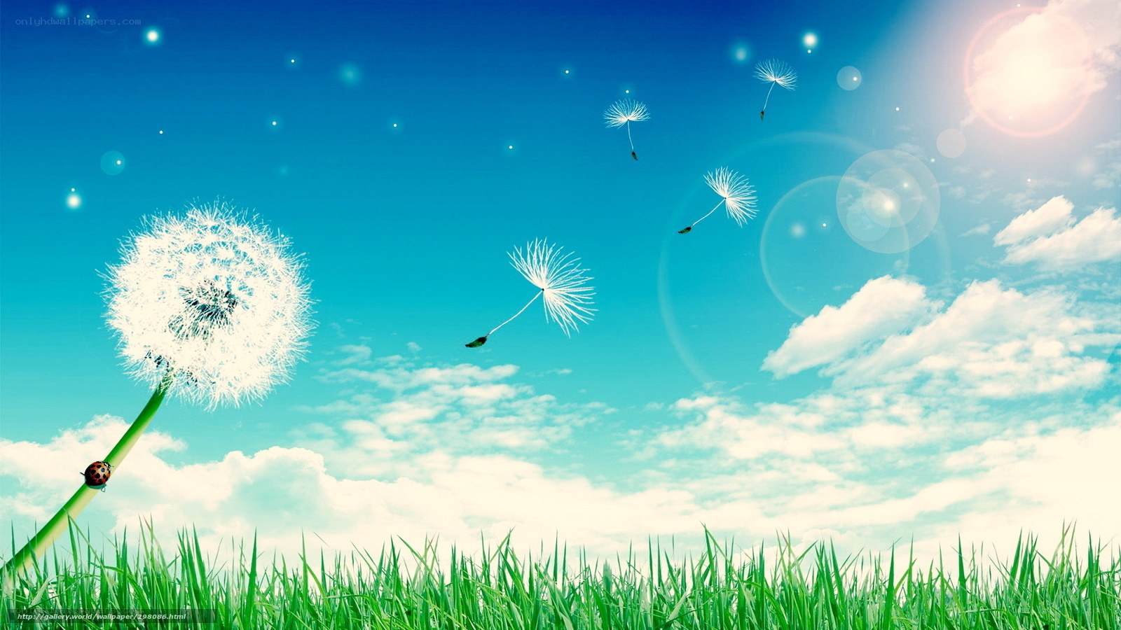 Dandelion seeds in the wind