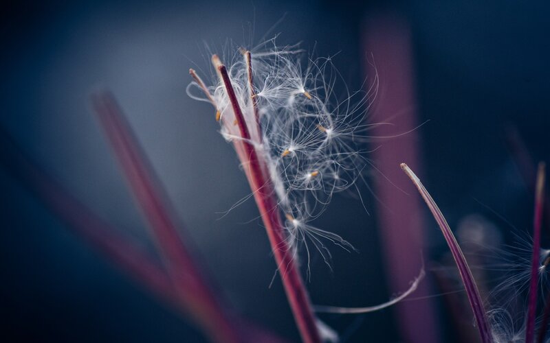 Dandelion seeds in the wind