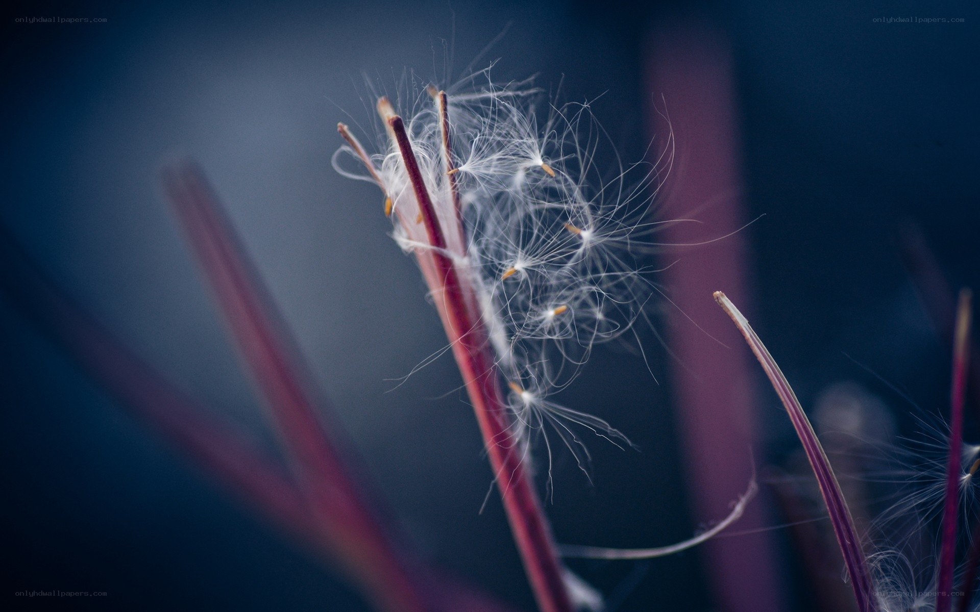Dandelion seeds in the wind