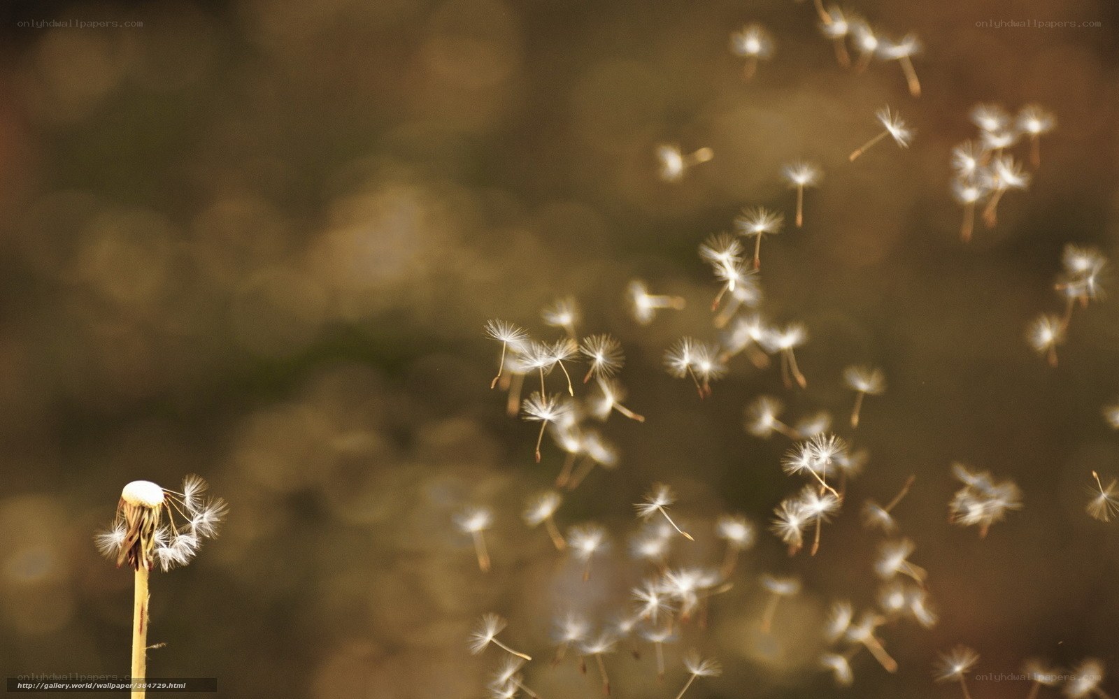 Dandelion seeds in the wind