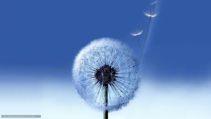 Dandelion seeds in the wind