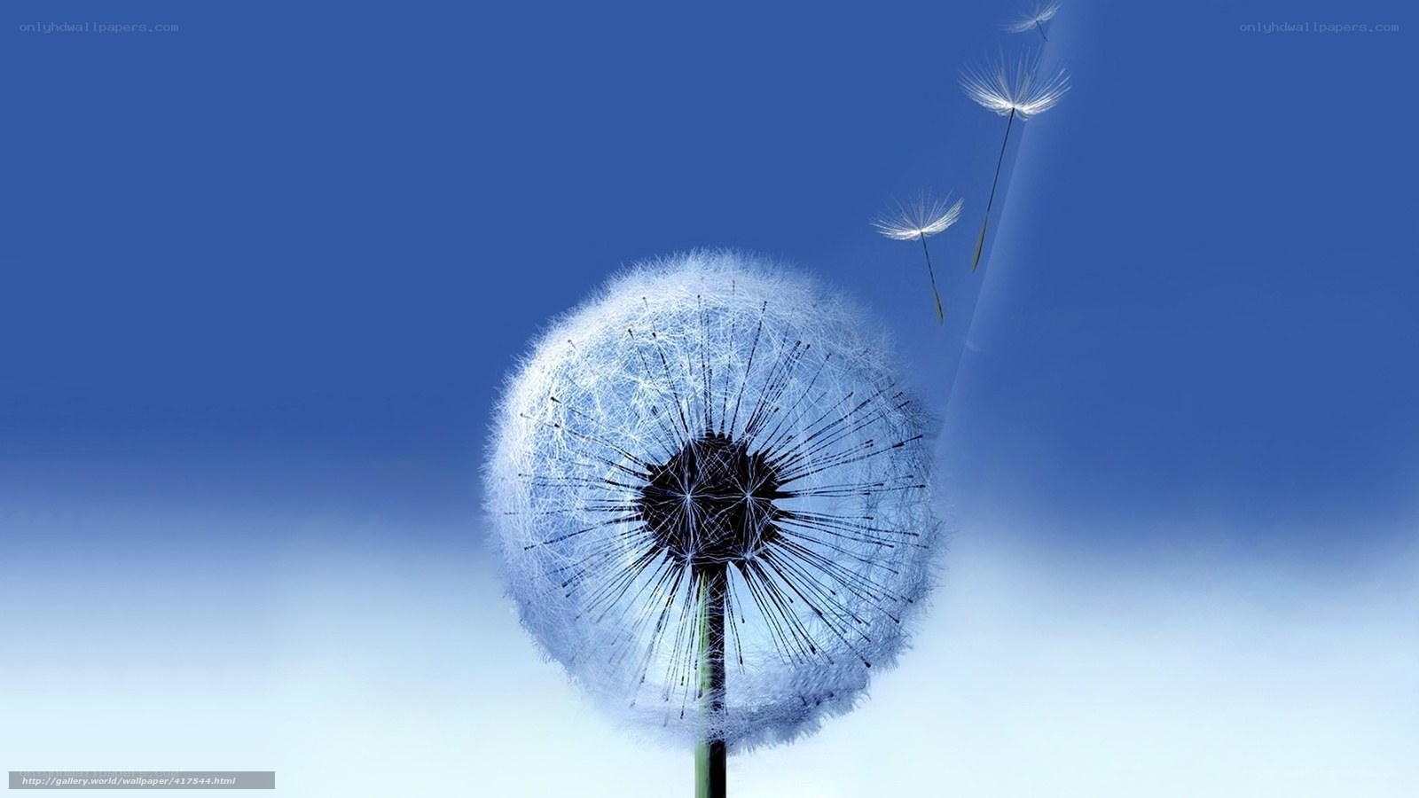 Dandelion seeds in the wind
