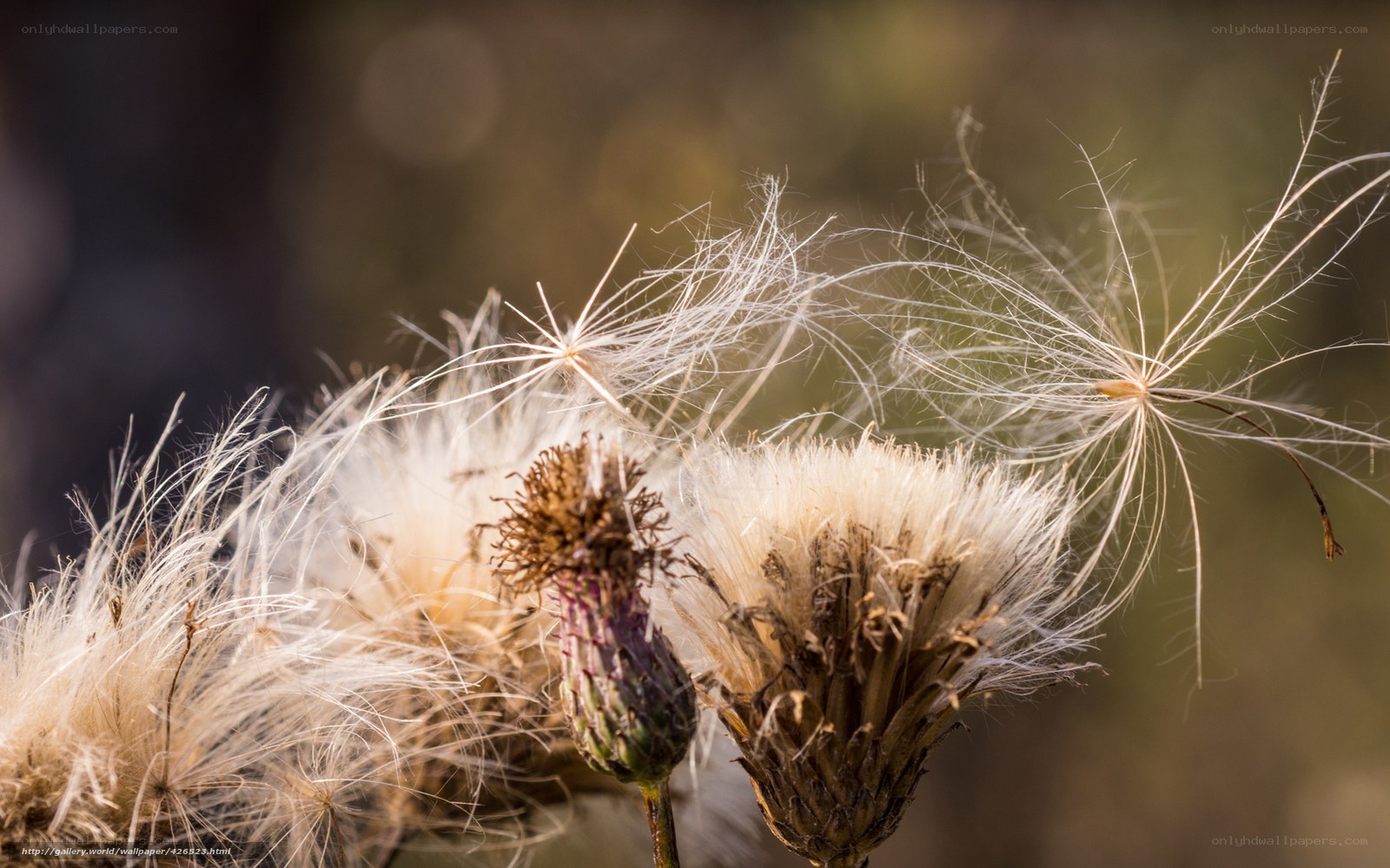 Dandelion seeds in the wind