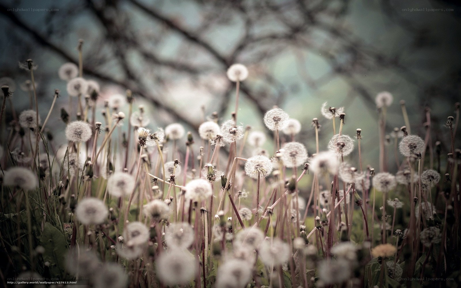 Dandelion seeds in the wind