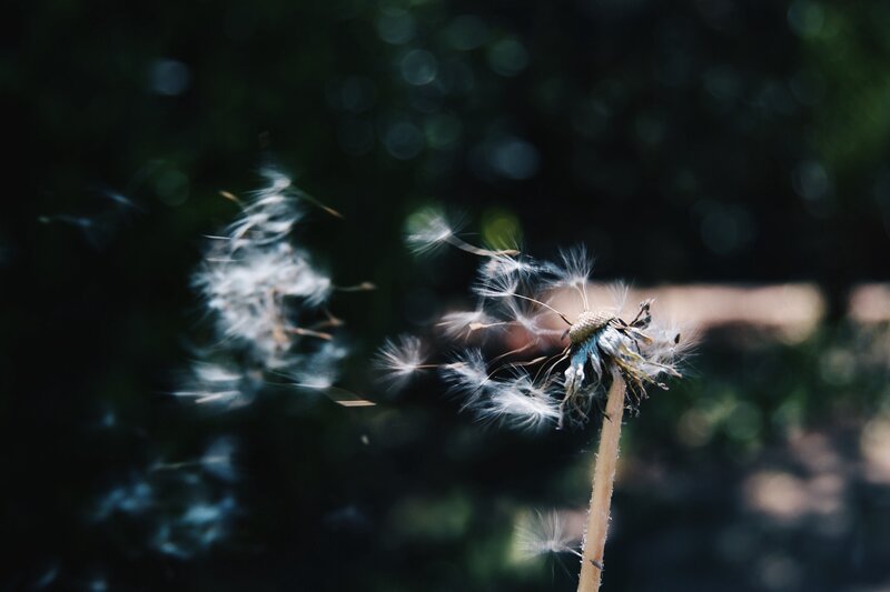Dandelion seeds in the wind