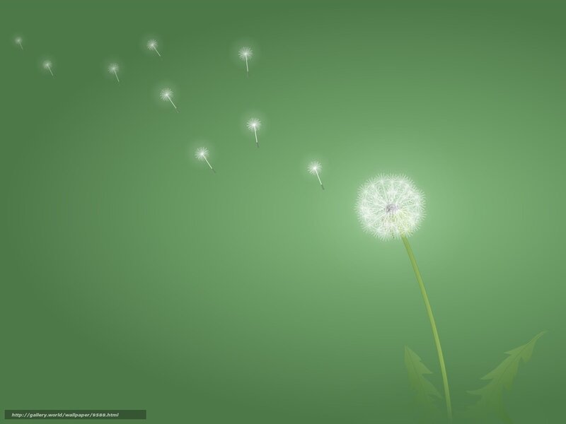 Dandelion seeds in the wind