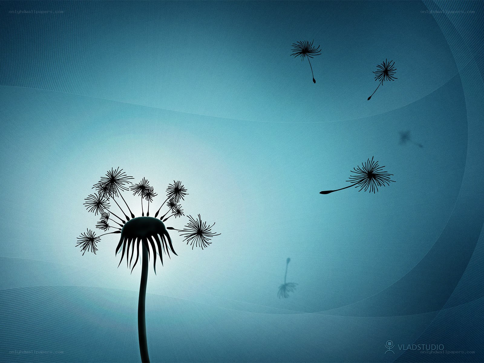 Dandelion seeds in the wind