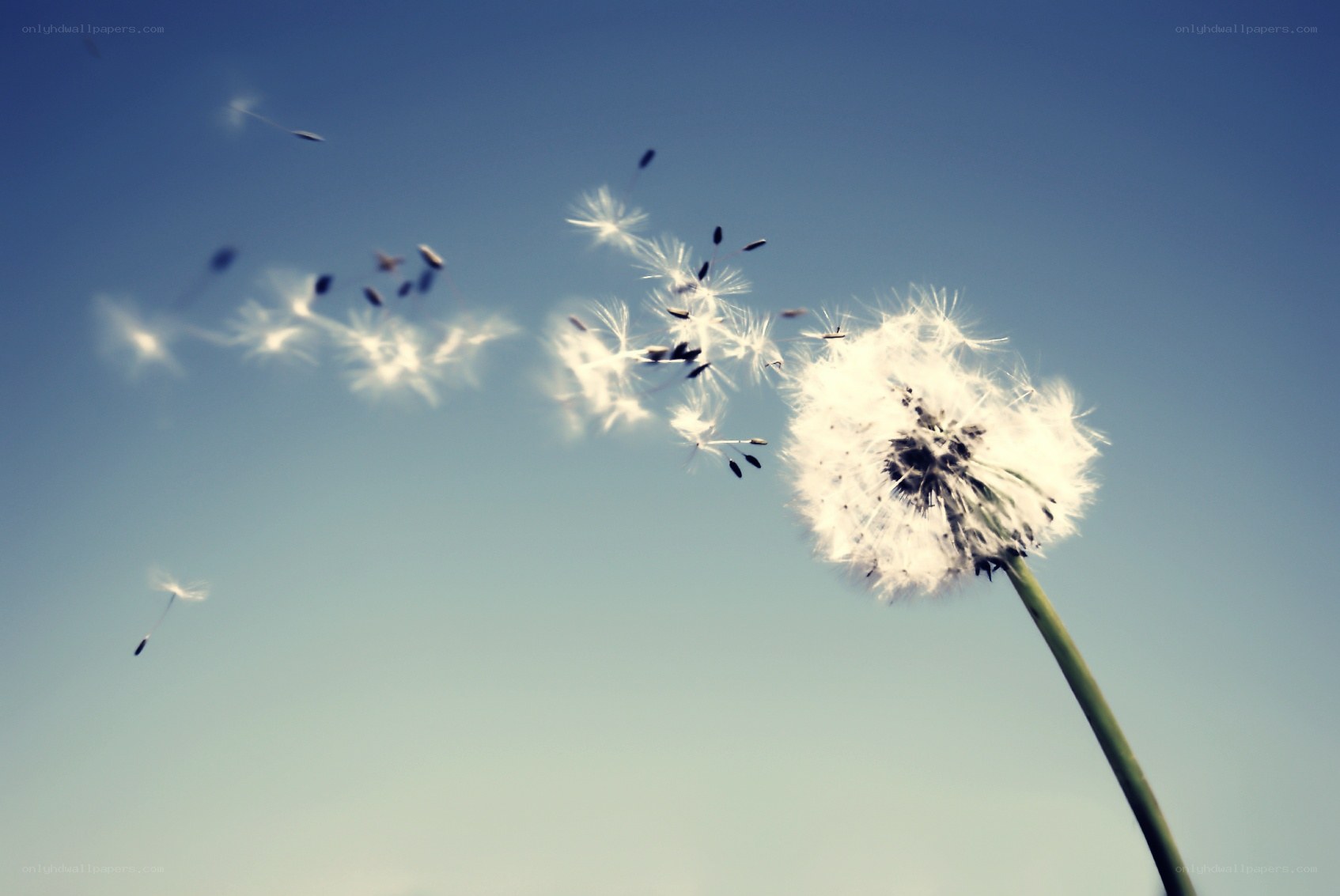 Dandelion seeds in the wind