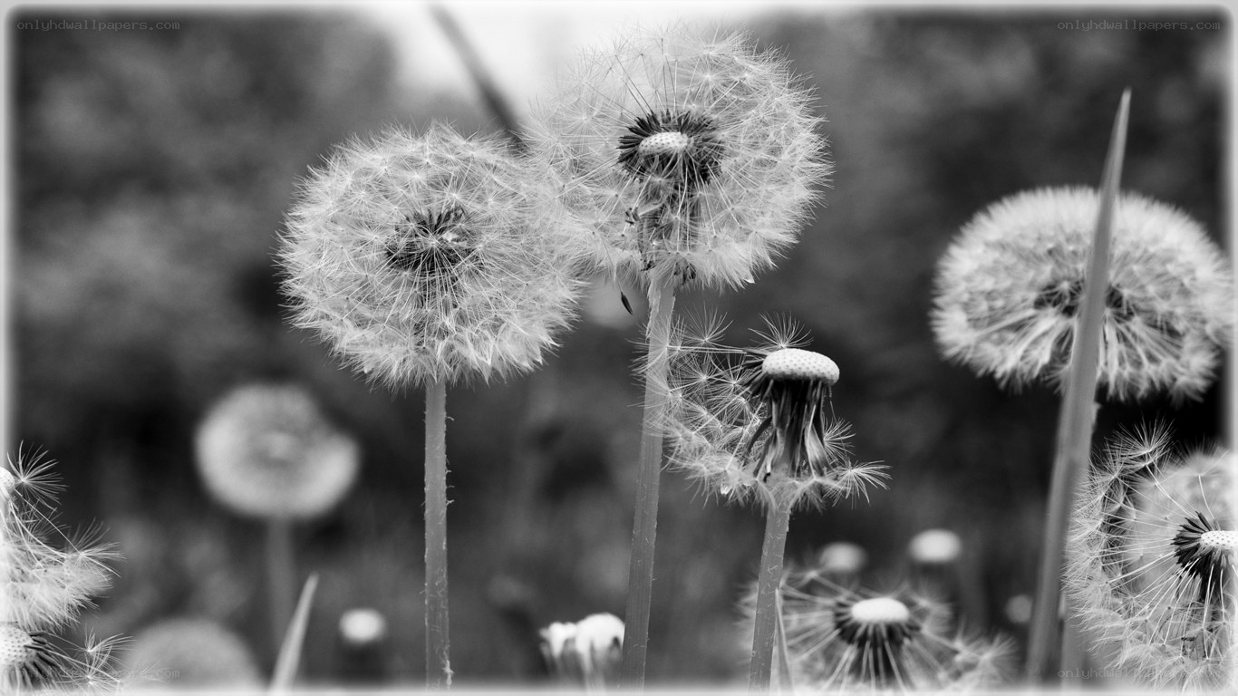 Dandelion seeds in the wind
