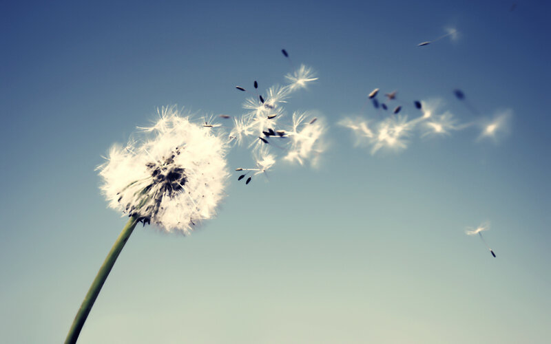 Dandelion seeds in the wind
