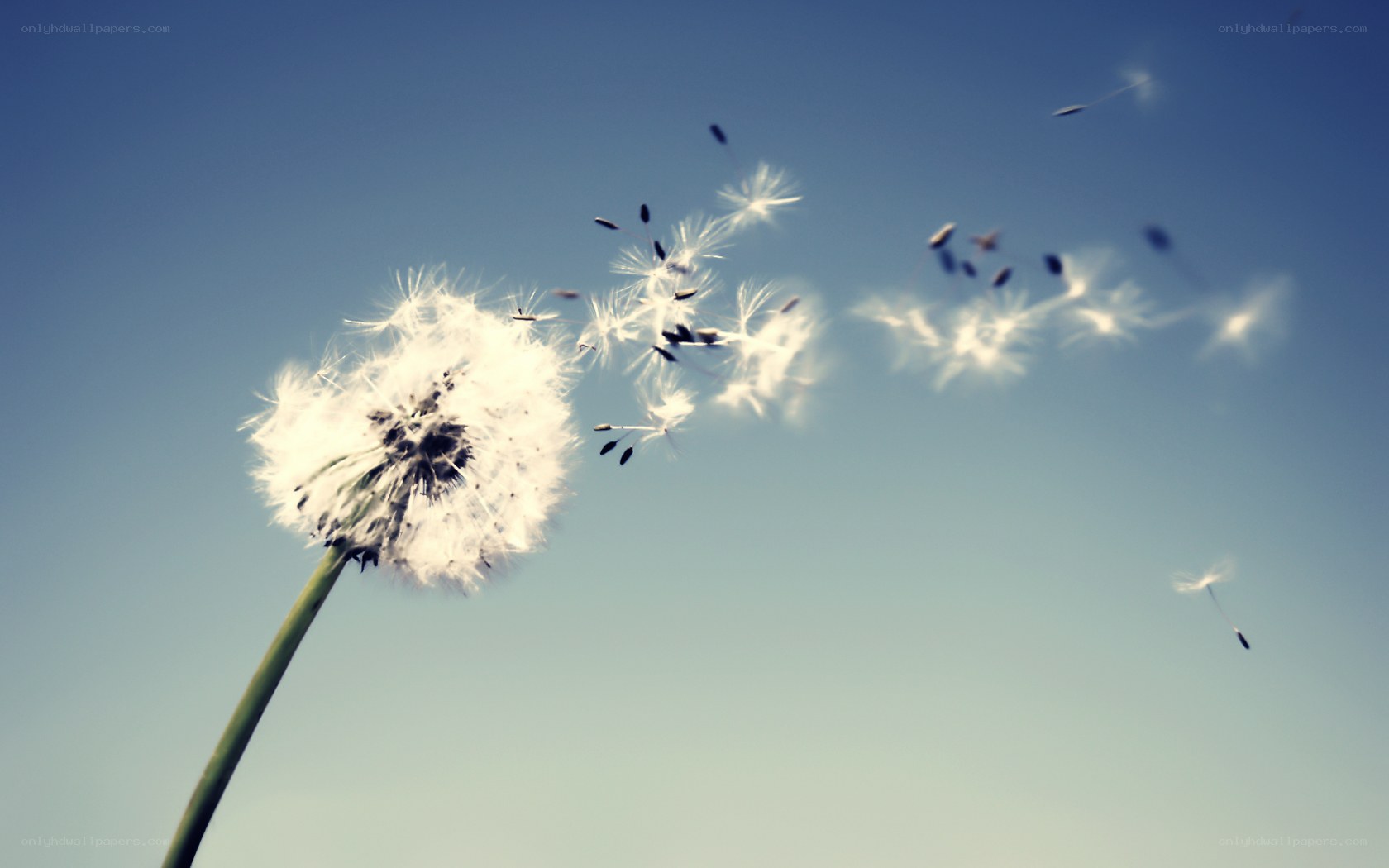 Dandelion seeds in the wind