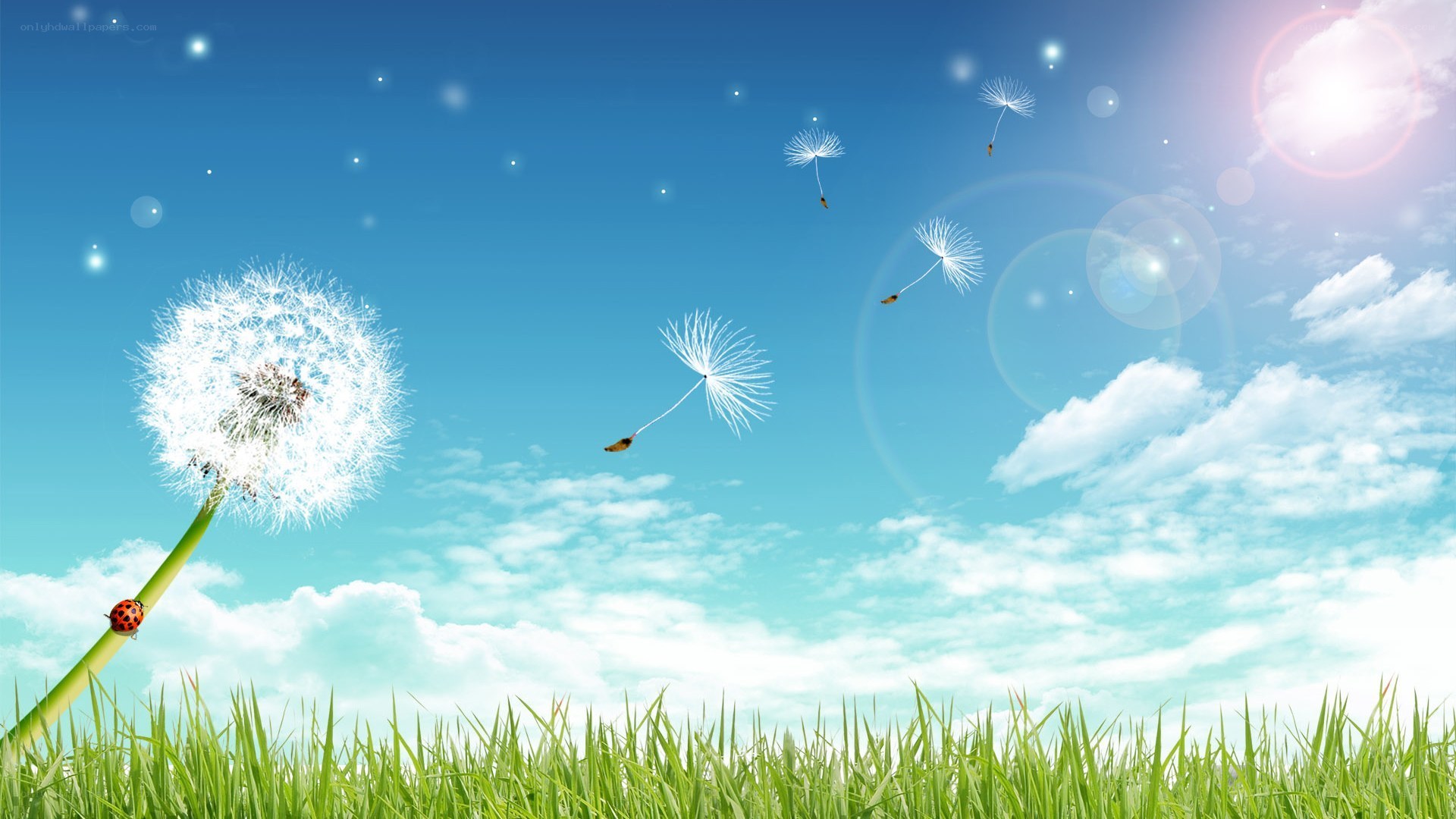 Dandelion seeds in the wind
