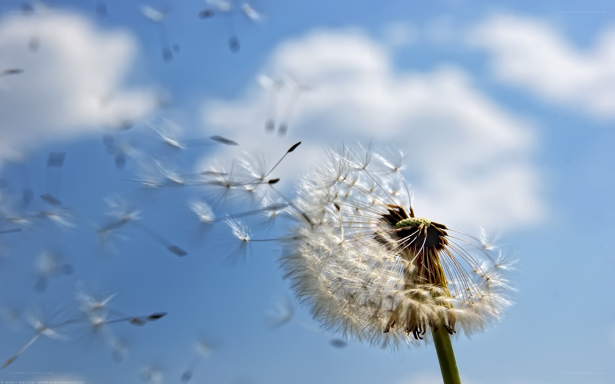 Dandelion seeds in the wind