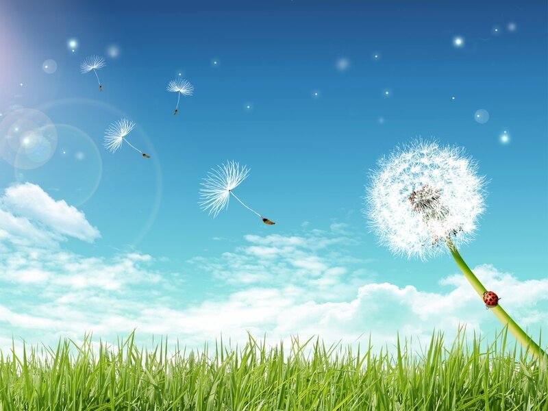 Dandelion seeds in the wind