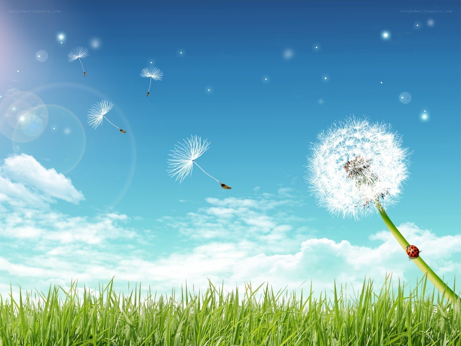 Dandelion seeds in the wind