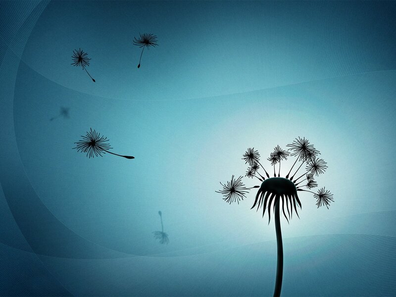 Dandelion seeds in the wind