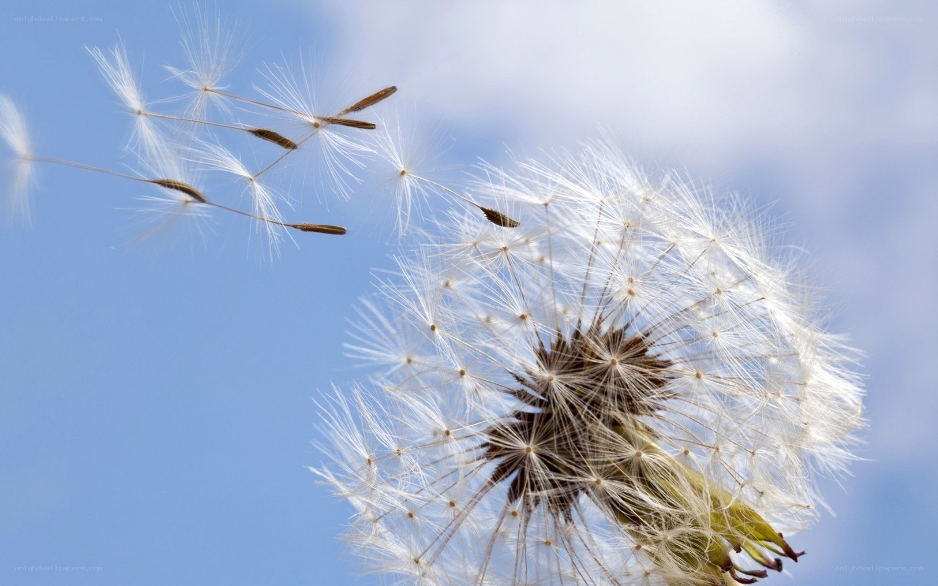 Dandelion seeds in the wind