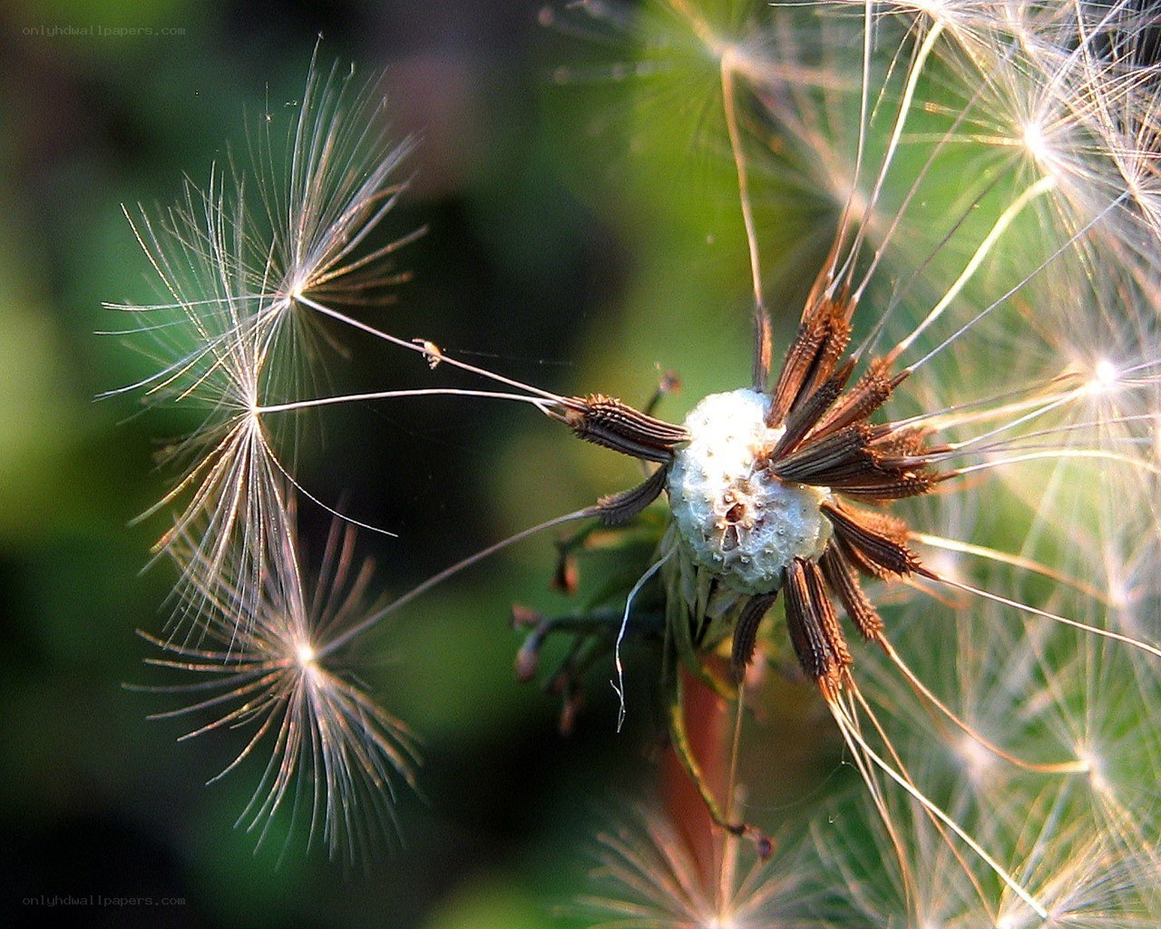Dandelion seeds in the wind