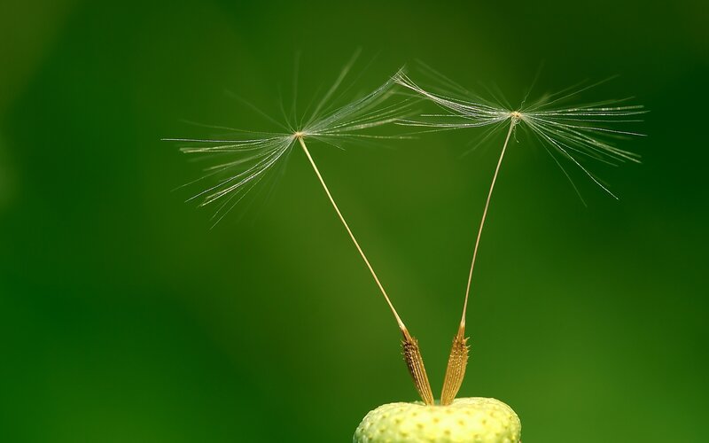Dandelion seeds in the wind