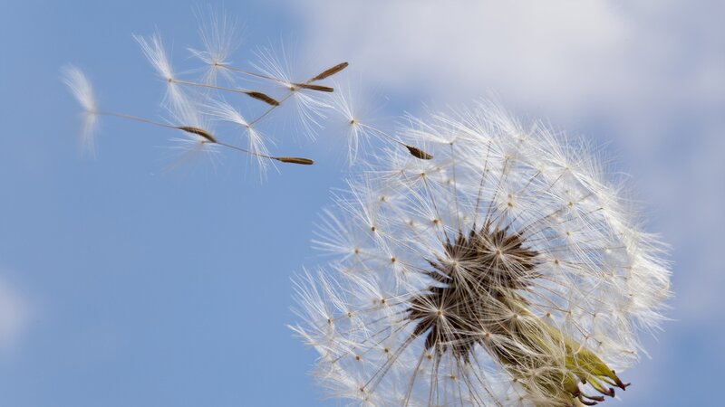 Dandelion seeds in the wind