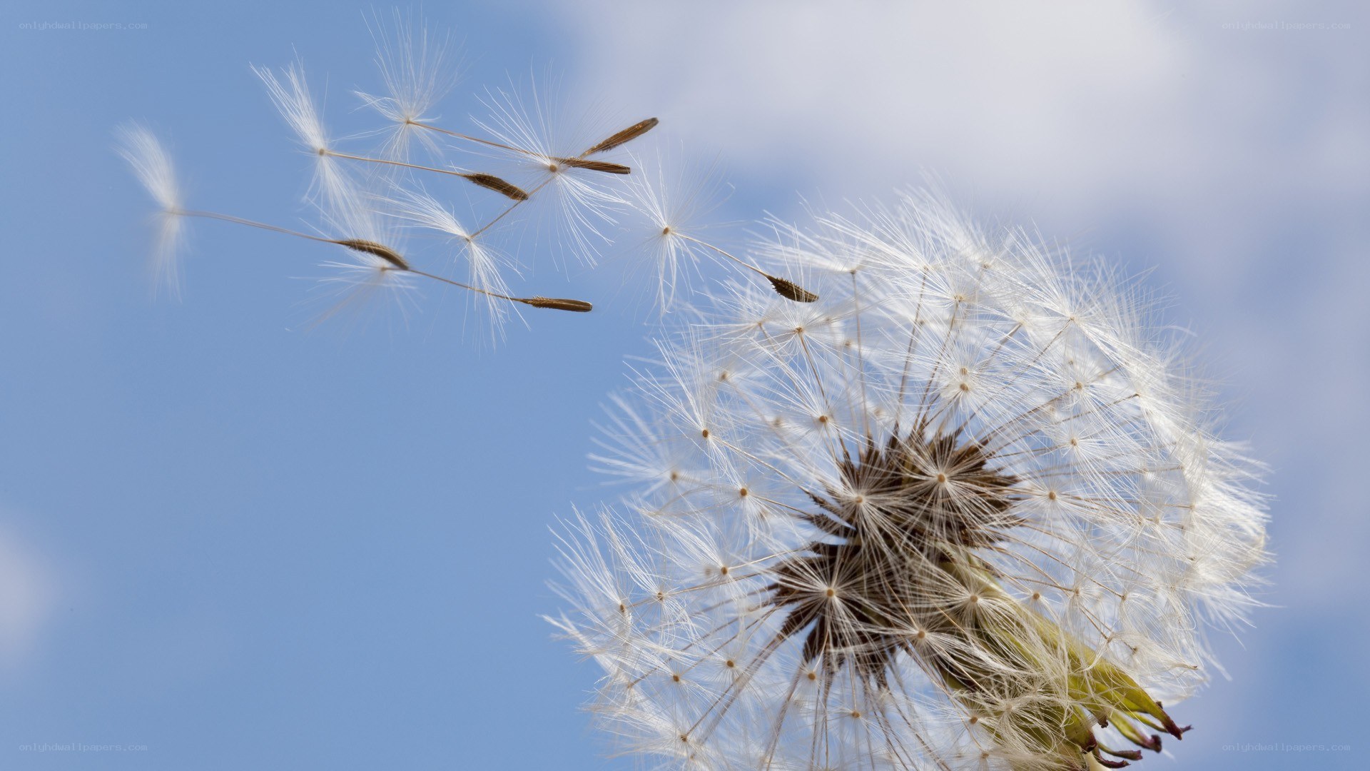 Dandelion seeds in the wind