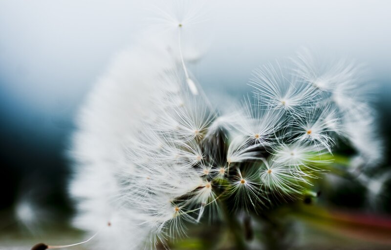 Dandelion seeds in the wind