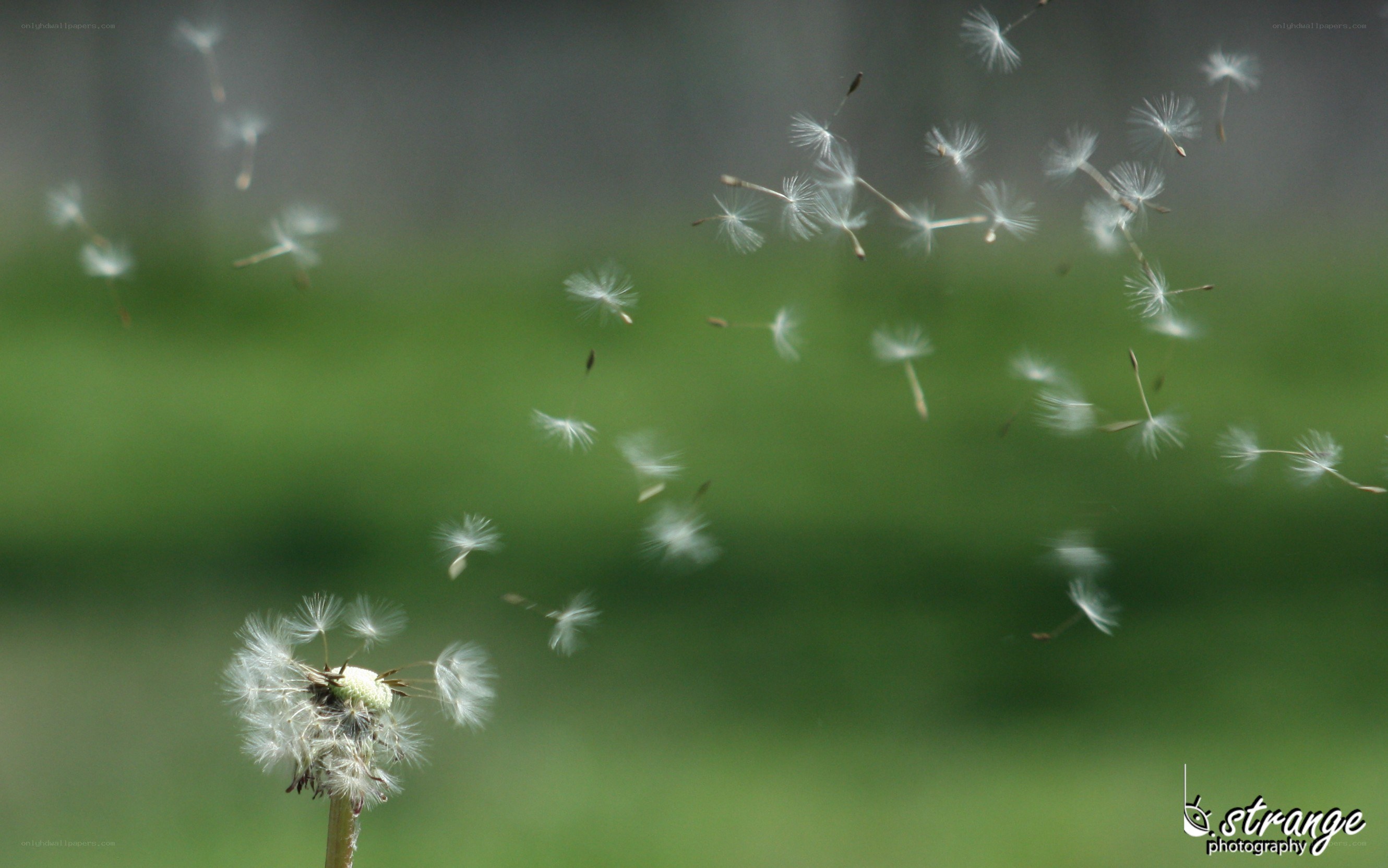 Dandelion seeds in the wind
