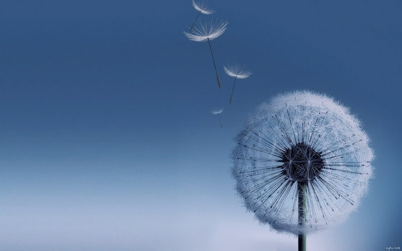 Dandelion seeds in the wind