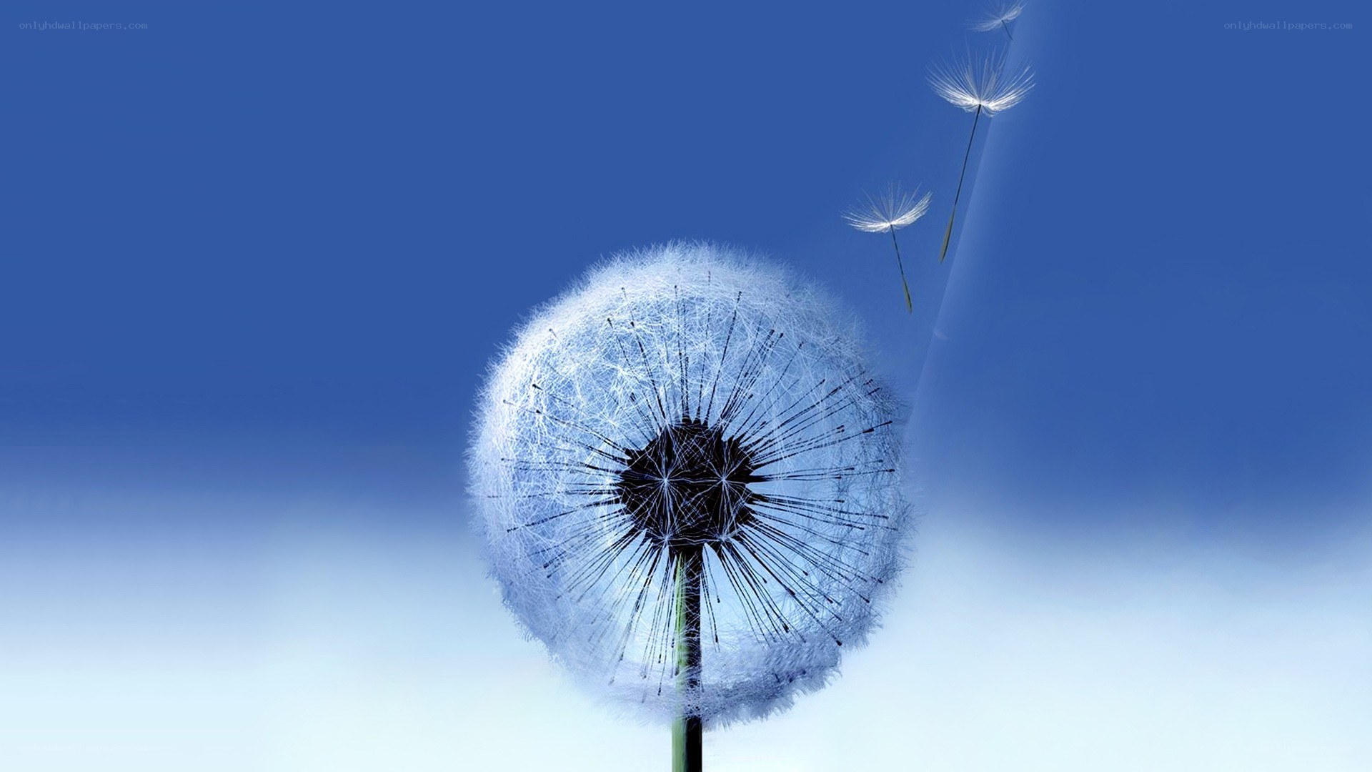 Dandelion seeds in the wind