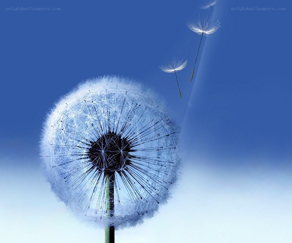 Dandelion seeds in the wind