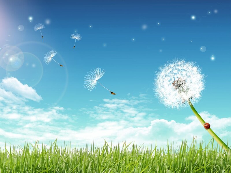 Dandelion seeds in the wind