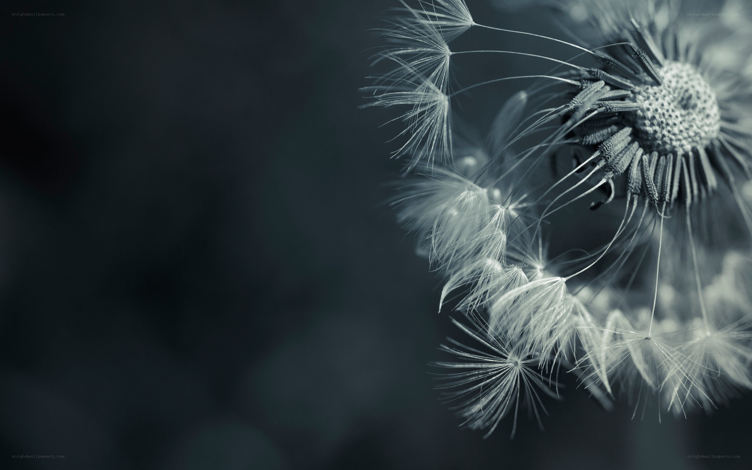 dandelion seeds in the wind