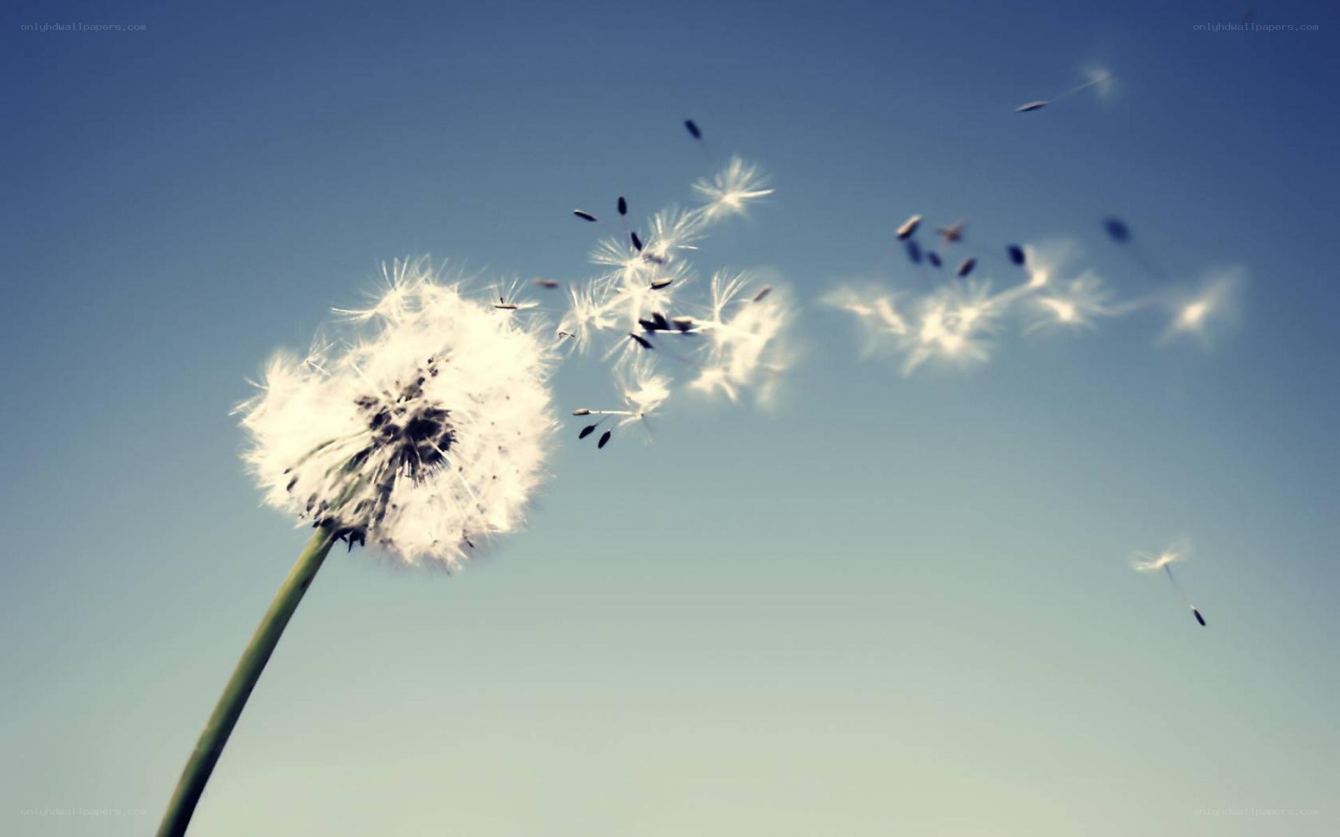 Dandelion seeds in the wind