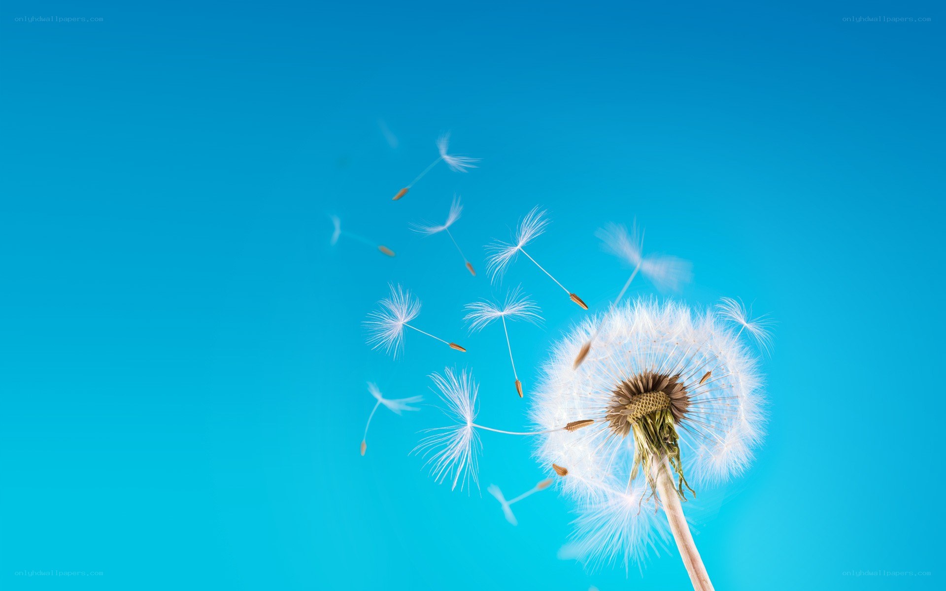 Dandelion seeds in the wind