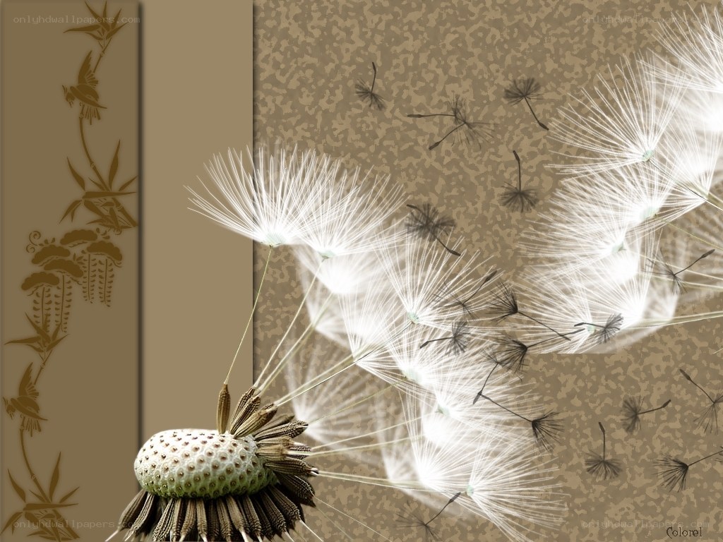 Dandelion seeds in the wind